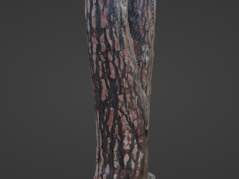 Tree Bark 3D Model
