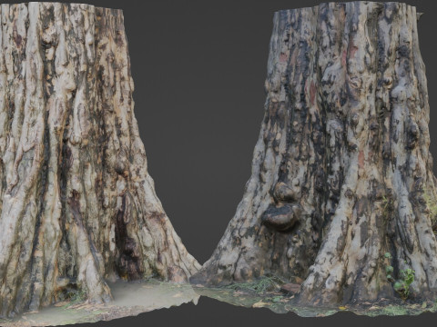 Tree scan Modelo 3D