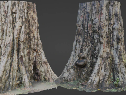 ツリースキャン 3Dモデル