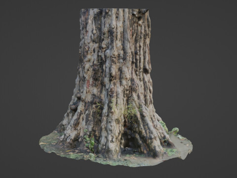 Tree scan 3Dモデル