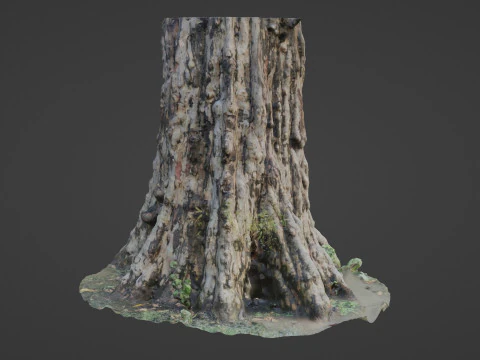 Tree scan 3D Model