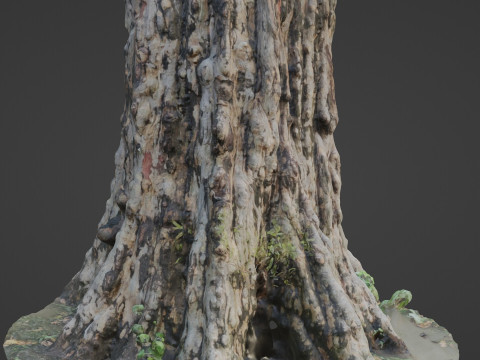 Tree scan 3Dモデル
