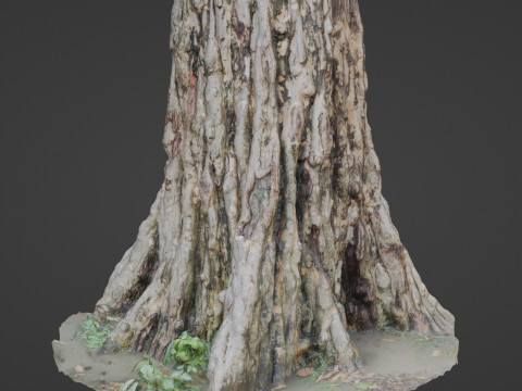 Tree scan 3Dモデル