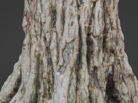 Tree scan 3Dモデル