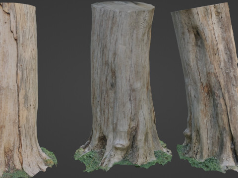 Trunk Modelo 3D