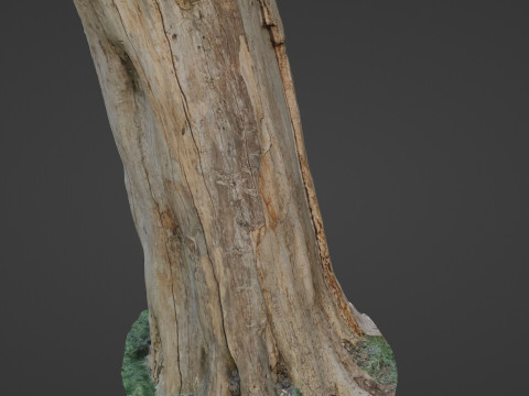 Trunk 3D Model