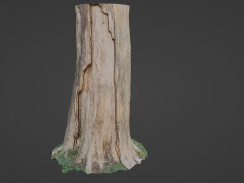 Trunk 3D Model