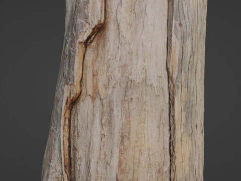 Trunk 3D Model
