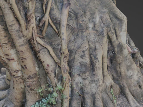 Uprooted tree trunk 3D Model