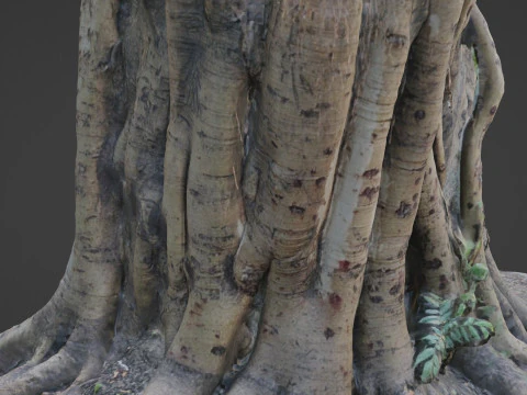 Uprooted tree trunk 3D Model