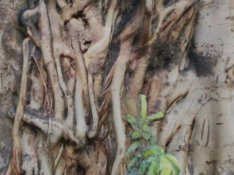 Uprooted tree trunk 3D Model