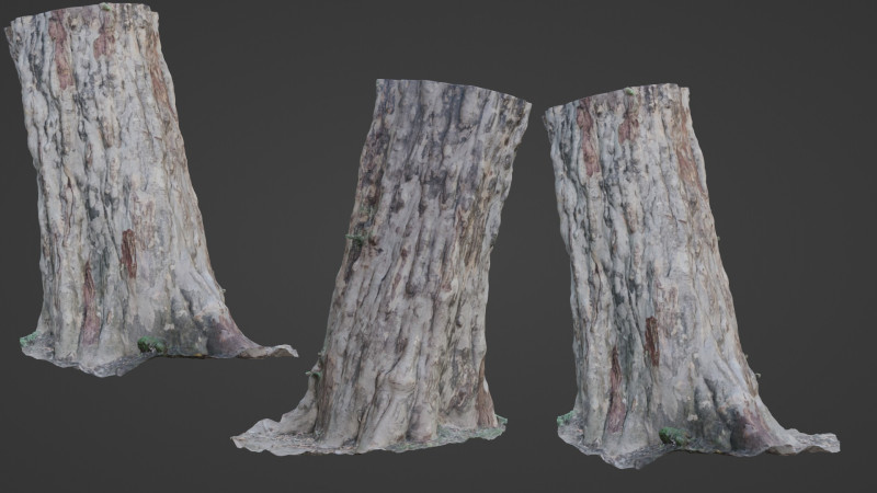 Forest Tree scan Modello 3D .c4d .max .obj .3ds .fbx .stl .blend