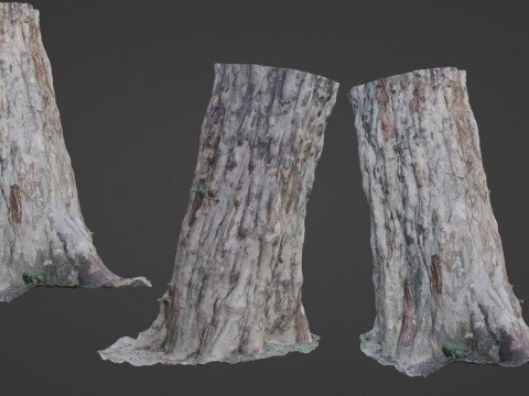 Forest Tree scan Modèle 3D