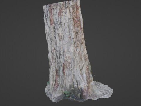 Forest Tree scan Modello 3D