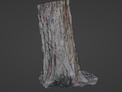 Forest Tree scan Modello 3D