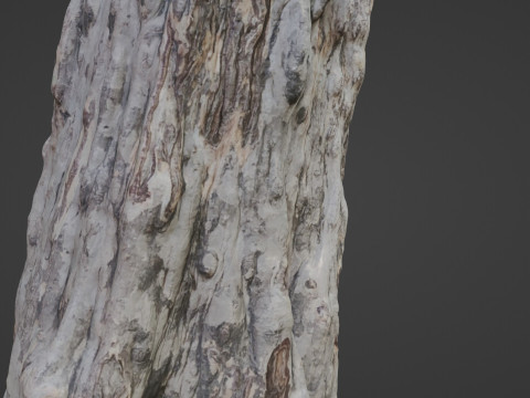Forest Tree scan Modello 3D