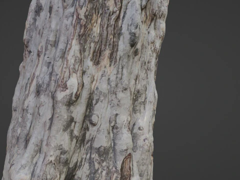 Forest Tree scan 3D Model