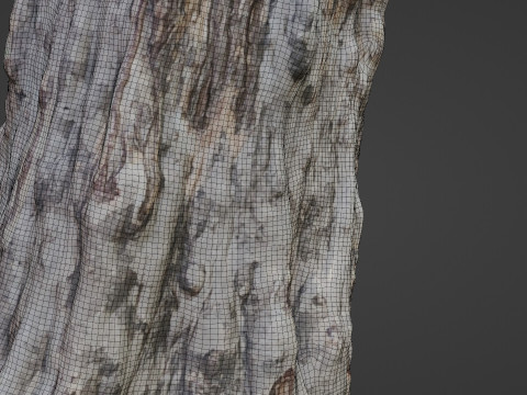 Forest Tree scan Modello 3D