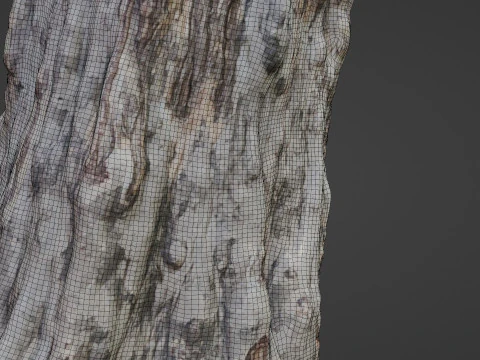 Forest Tree scan 3D Model