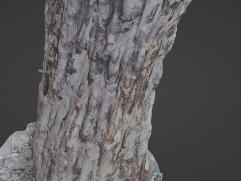 Forest Tree scan Modello 3D
