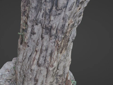 Forest Tree scan 3D Model