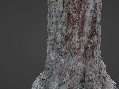 Forest Tree scan Modello 3D
