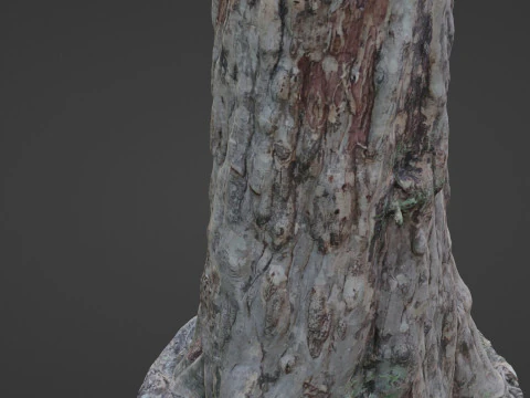 Forest Tree scan 3D Model