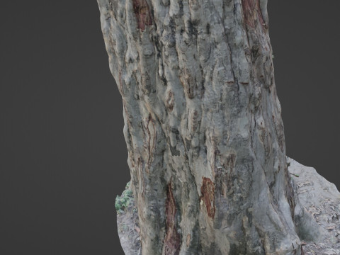 Forest Tree scan Modello 3D