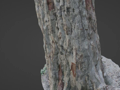 Forest Tree scan 3D Model