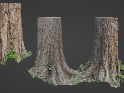 Scan Tree 3D मॉडल
