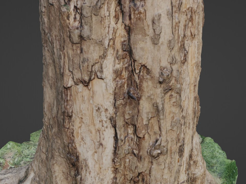 Scan Tree 3D 模型