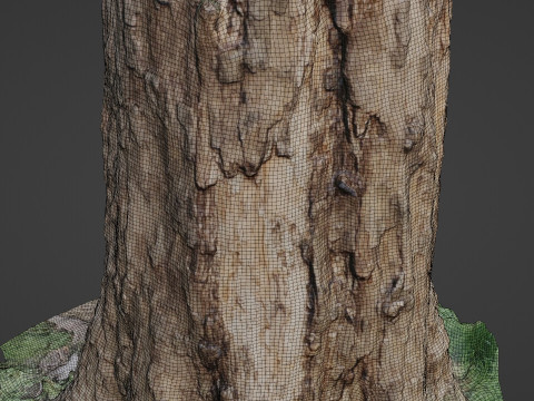 Scan Tree 3D 模型
