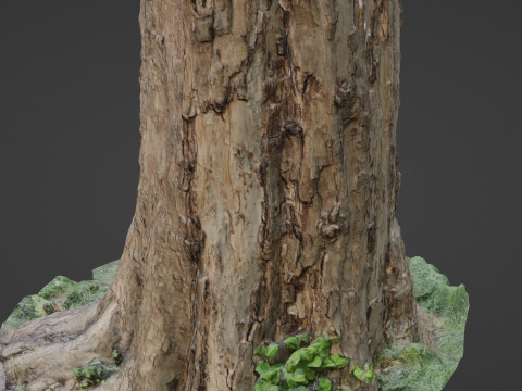 Scan Tree 3D 模型