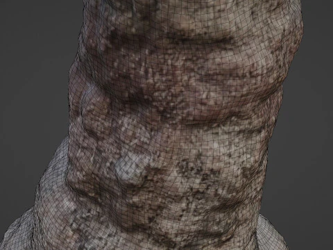 Trunk Scan 3D Model
