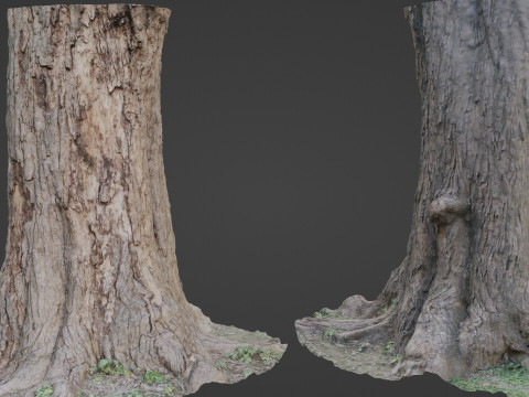 Gaint Trunk Scan 3D Model