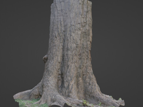 Gaint Trunk Scan Model 3D