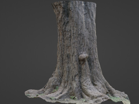 Gaint Trunk Scan Model 3D