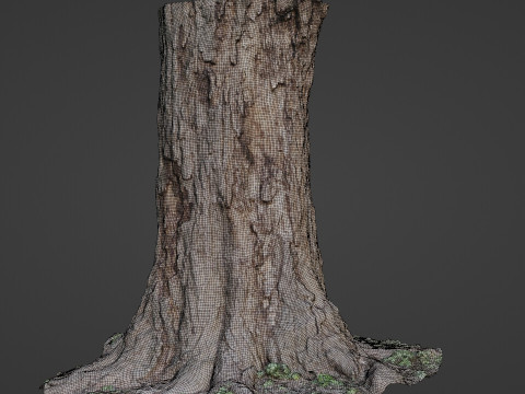 Gaint Trunk Scan Model 3D