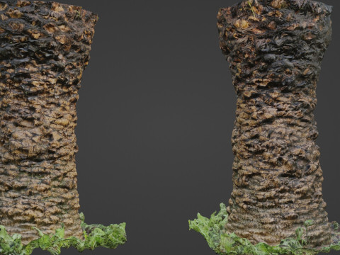 Plam Tree 3D 모델