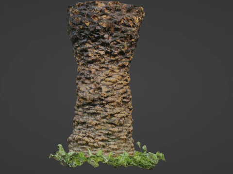 Plam Tree 3D Model