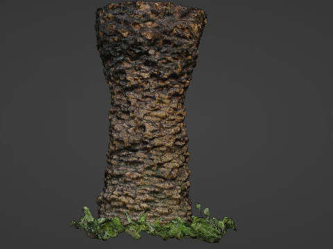 Plam Tree 3D Model