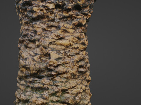 Plam Tree 3D Modell
