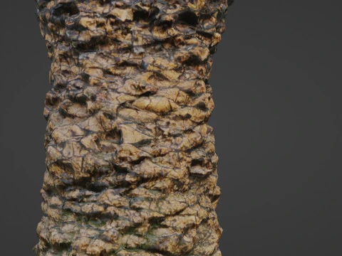 Plam Tree 3D Model