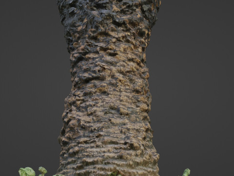 Plam Tree 3D Modell