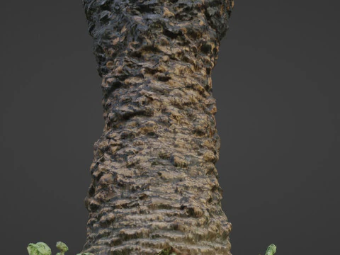 Plam Tree 3D Model