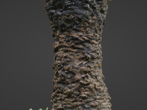 Plam Tree 3D Modell