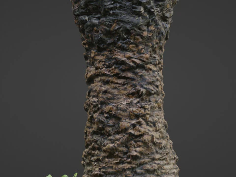 Plam Tree 3D Model