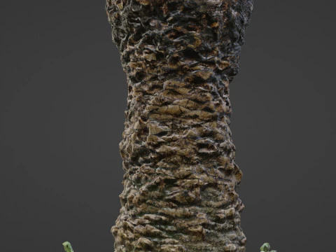 Plam Tree 3D Model