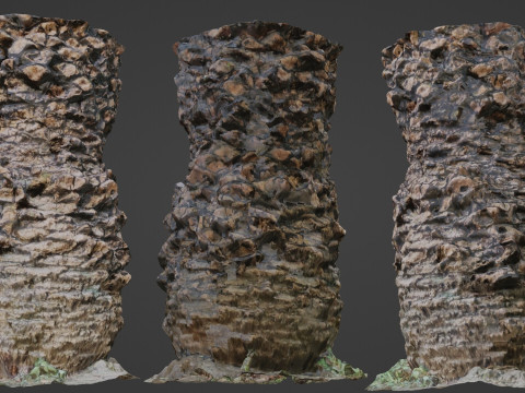 Palm tree Modèle 3D