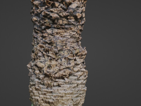 Palm tree Model 3D